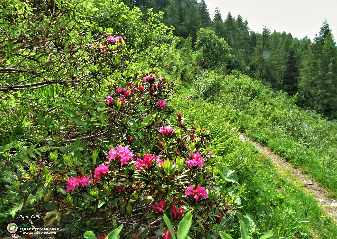 82 Rododendro rosso (Rhododendron ferrugineum).JPG